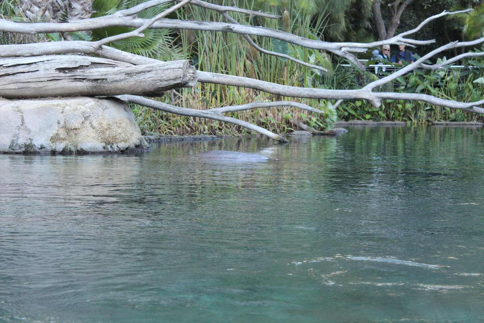 San Diego Zoo Part II 115